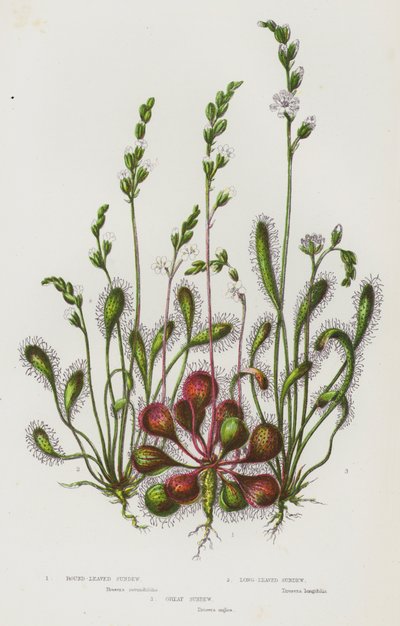 Plantes à fleurs de Grande-Bretagne : Rossolis à feuilles rondes, Rossolis à longues feuilles, Grand Rossolis - English School