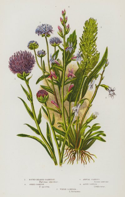 Plantes à fleurs de Grande-Bretagne : Raiponce à tête ronde, Raiponce en épi, Scabieuse annuelle, Lobélie âcre, Lobélie des eaux - English School
