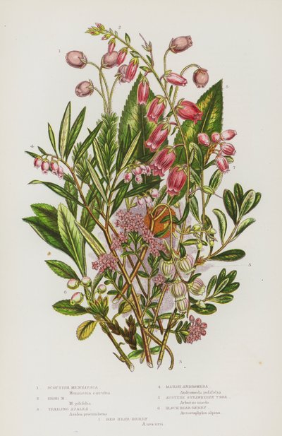Plantes à fleurs de Grande-Bretagne : Menziesia écossaise, Menziesia irlandaise, Azalée rampante, Andromède des marais, Arbousier austère, Airelle noire, Airelle rouge - English School