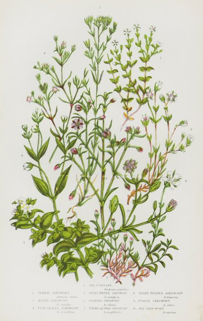 Plantes à fleurs de Grande-Bretagne : Pourpier de mer, Sabline printanière, Sabline alpine, Sabline à feuilles fines, Sabline à sommet plat, Sabline frangée, Sabline à feuilles de thym, Sabline à trois nervures, Sabline pourpre, Sabline de mer - English School