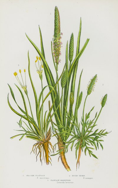 Plantes à fleurs de Grande-Bretagne : Plantain maritime, Nerprun des sables, Plantain des rivages - English School