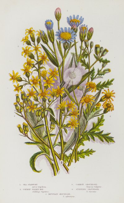 Plantes à fleurs de Grande-Bretagne : Séneçon étoilé de mer, Verge d