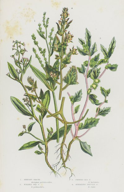 Plantes à fleurs de Grande-Bretagne : Arroche arbustive, Arroche maritime pédonculée, Arroche maritime givrée, Arroche à fruits étalés - English School