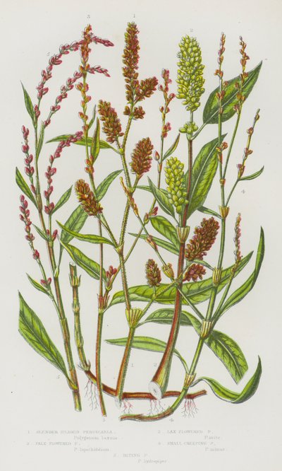 Plantes à fleurs de Grande-Bretagne : Persecaria à tête mince, Persecaria à fleurs pâles, Persecaria à fleurs lâches, Petite persecaria rampante, Persecaria mordante - English School