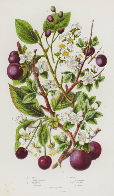 Plantes à fleurs de Grande-Bretagne : Prunellier, Prunier sauvage, Prunier, Merisier, Cerisier sauvage - English School