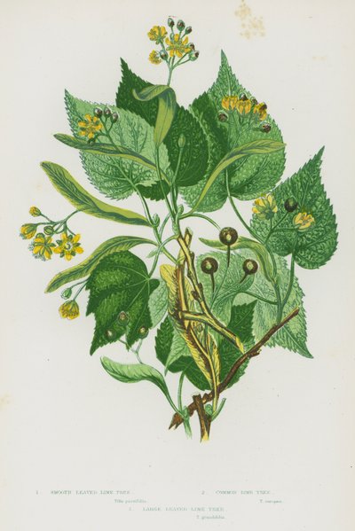 Plantes à fleurs de Grande-Bretagne : Tilleul à feuilles lisses, Tilleul commun, Tilleul à grandes feuilles - English School