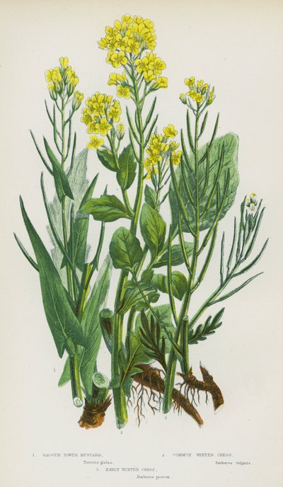 Plantes à fleurs de Grande-Bretagne : Moutarde à tour lisse, Cresson d