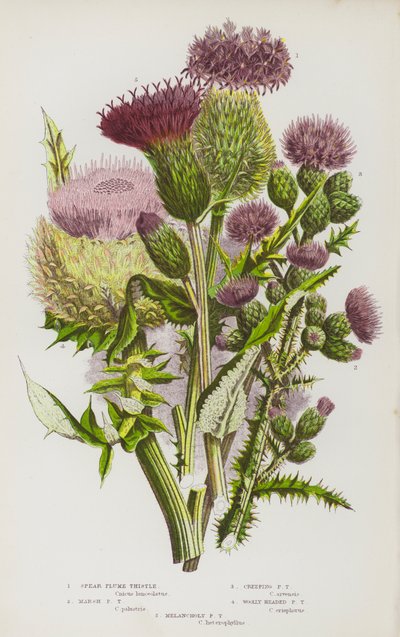 Plantes à fleurs de Grande-Bretagne : Chardon plumeux lancéolé, Chardon plumeux des marais, Chardon plumeux rampant, Chardon plumeux laineux, Chardon plumeux mélancolique - English School