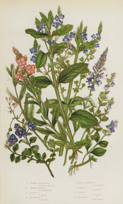 Plantes à fleurs de Grande-Bretagne : Véronique en épi, Véronique à feuilles de thym, Véronique alpine, Véronique des rochers bleue, Véronique à fleurs de chair, Véronique des marais, Véronique aquatique, Véronique de ruisseau - English School