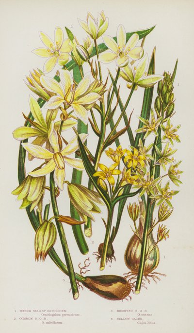 Plantes à fleurs de Grande-Bretagne : Étoile de Bethléem épineuse, Étoile de Bethléem commune, Étoile de Bethléem tombante, Gager jaune - English School