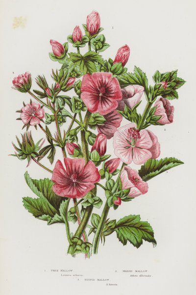 Plantes à fleurs de Grande-Bretagne : Mauve en arbre, Guimauve, Mauve hispide - English School