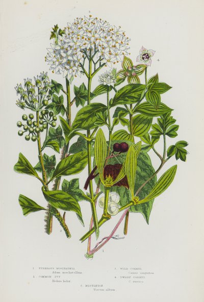 Plantes à fleurs de Grande-Bretagne : Moscatelline tubéreuse, Lierre commun, Cornouiller sauvage, Cornouiller nain, Gui - English School