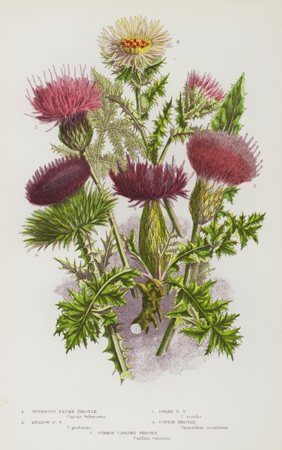 Plantes à fleurs de Grande-Bretagne : Chardon plumeux tubéreux, Chardon plumeux des prés, Chardon plumeux nain, Chardon coton, Chardon commun - English School