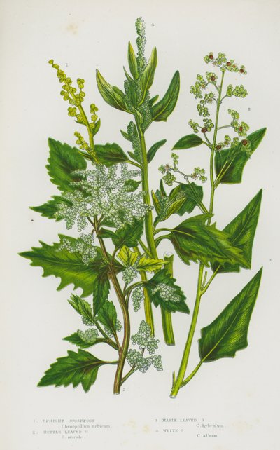 Plantes à fleurs de Grande-Bretagne : Chénopode dressé, Chénopode à feuilles d