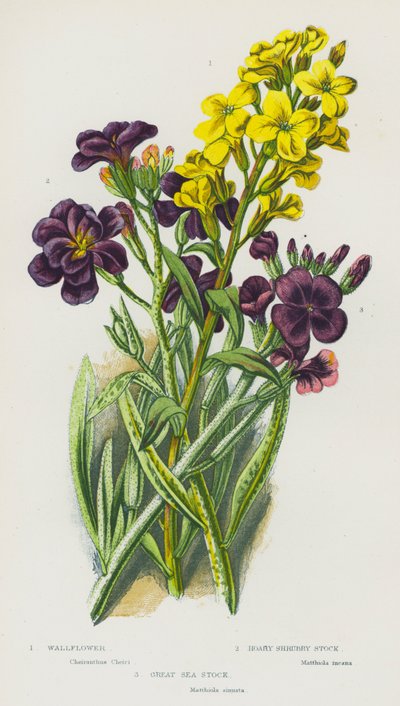 Plantes à fleurs de Grande-Bretagne : Giroflée, Stock arbustif gris, Grand Stock marin - English School