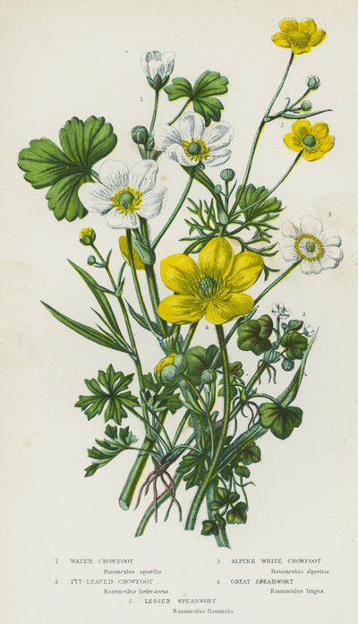Plantes à fleurs de Grande-Bretagne : Renoncule aquatique, Renoncule à feuilles de lierre, Renoncule blanche alpine, Grand Renoncule, Petite Renoncule - English School