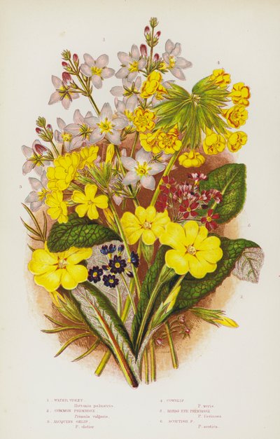 Plantes à fleurs de Grande-Bretagne : Violette d