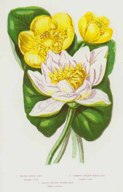 Plantes à fleurs de Grande-Bretagne : Nénuphar blanc, Nénuphar jaune commun, Nénuphar jaune le plus petit - English School