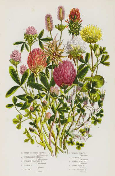 Plantes à fleurs de Grande-Bretagne : Trèfle blanc ou hollandais, Trèfle souterrain, Trèfle soufré, Trèfle pourpre, Trèfle zigzag, Trèfle en tête de chardon, Trèfle cramoisi, Trèfle étoilé, Trèfle pied de lièvre, Trèfle mou noueux - English School