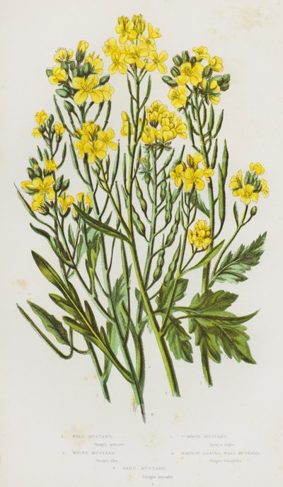 Plantes à fleurs de Grande-Bretagne : Moutarde sauvage, Moutarde blanche, Moutarde commune, Moutarde à feuilles étroites, Moutarde des sables - English School