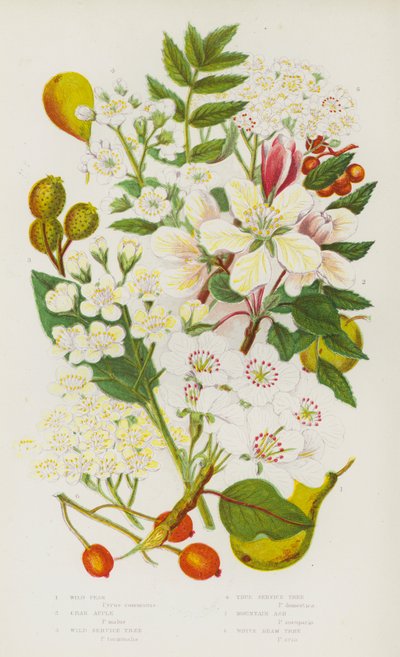 Plantes à fleurs de Grande-Bretagne : Poirier sauvage, Pommier sauvage, Alisier torminal, Alisier blanc, Sorbier des oiseleurs, Alisier blanc - English School