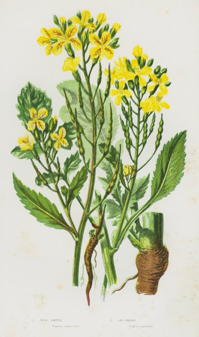 Plantes à fleurs de Grande-Bretagne : Radis sauvage, Radis de mer - English School