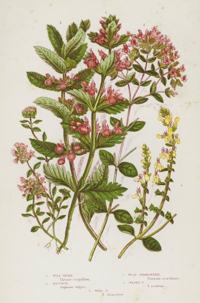Plantes à fleurs de Grande-Bretagne : Thym sauvage, Marjolaine, Germandrée des bois, Germandrée aquatique, Germandrée des murs - English School