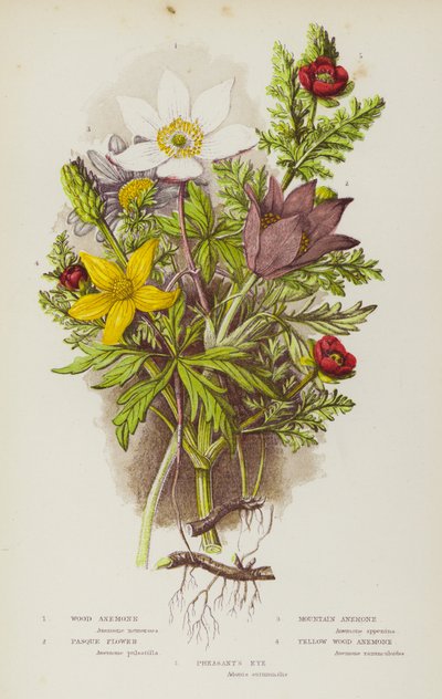 Plantes à fleurs de Grande-Bretagne : Anémone des bois, Anémone pulsatille, Anémone des montagnes, Anémone pulsatille, Anémone jaune des bois, Œil de faisan (lithographie en couleur) - English School
