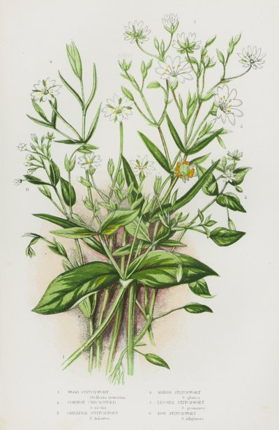Plantes à fleurs de Grande-Bretagne : Stellaire des bois, Stellaire intermédiaire, Stellaire holostée, Stellaire des marais, Stellaire grêle, Stellaire des tourbières - English School