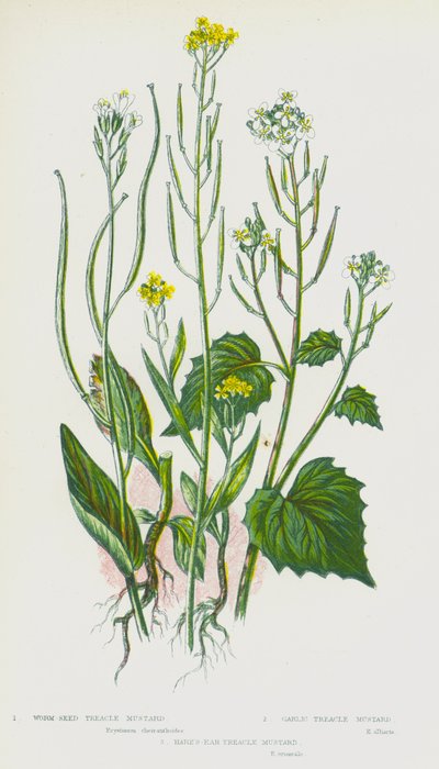 Plantes à fleurs de Grande-Bretagne : Moutarde à graines de vers, Moutarde à ail, Moutarde à oreilles de lièvre - English School