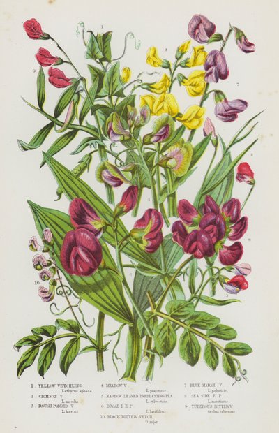 Plantes à fleurs de Grande-Bretagne : Gesse jaune, Gesse cramoisie, Gesse à gousses rugueuses, Gesse des prés, Pois vivace à feuilles étroites, Pois vivace à feuilles larges, Vesce amère noire, Gesse des marais bleue, Pois vivace du bord de mer - English School