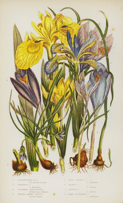 Plantes à fleurs de Grande-Bretagne : Iris des marais, Iris fétide, Trichonema de Columna, Crocus printanier pourpre, Petit crocus printanier, Crocus doré, Crocus safran, Crocus à fleurs nues - English School