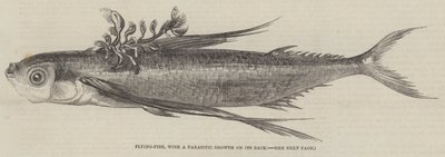 Poisson volant, avec une croissance parasitaire sur son dos (gravure) - English School