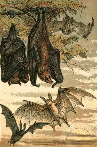 Renard volant, chauve-souris vampire, chauve-souris commune et vampire spectre - English School