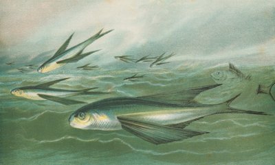 Poissons volants - English School
