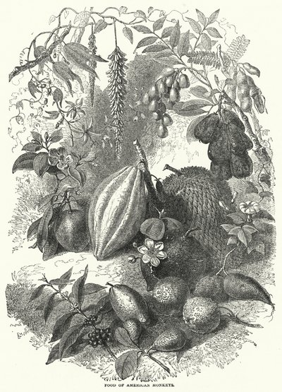 Nourriture des singes américains (gravure) - English School