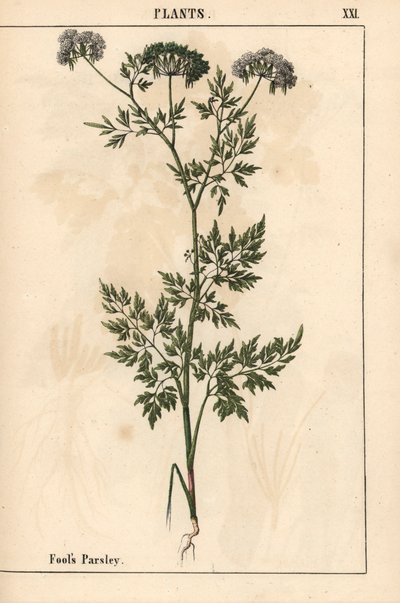 Persil des fous, Aethusa cynapium, de 