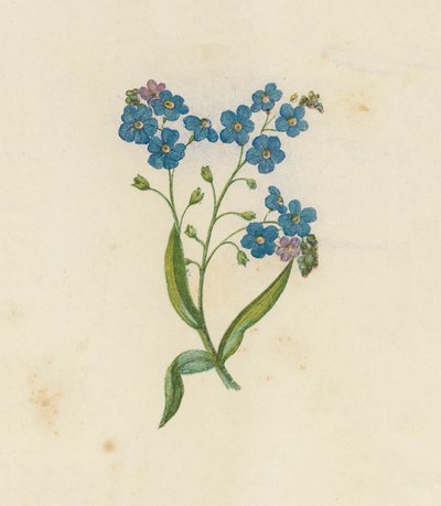Myosotis Palustris (Ne m
