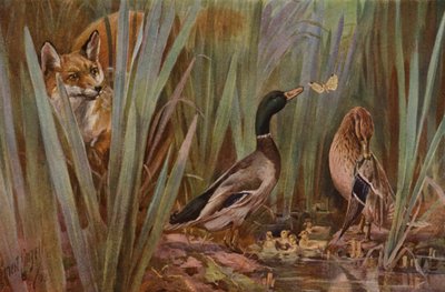 Renard observant une famille de canards - English School