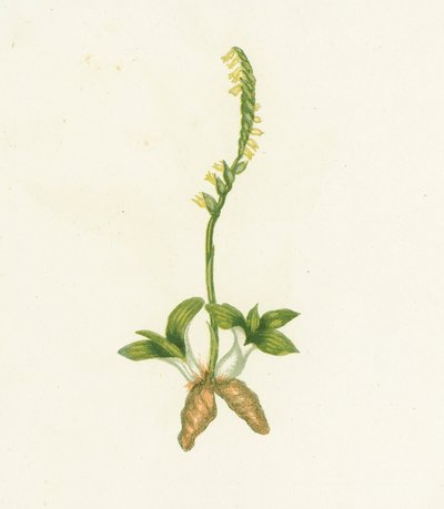 Spiranthe odorante, Neottia Spiralis - English School