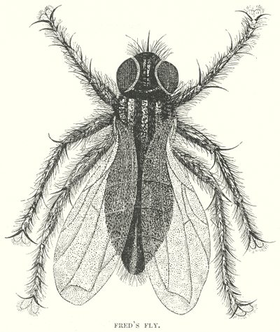 La mouche de Fred (gravure) - English School