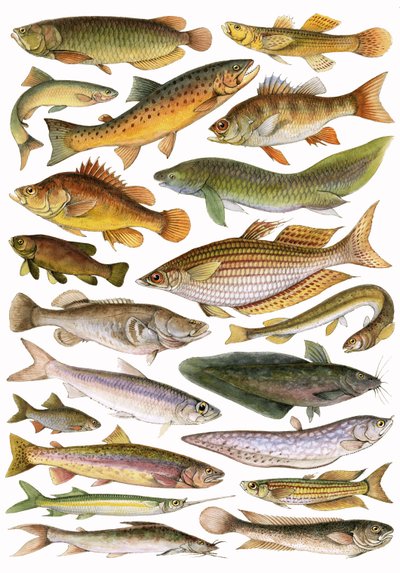 Poissons d