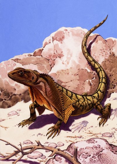 Lézard à collerette - English School