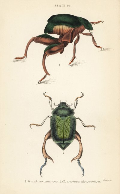 Coléoptère à pattes de grenouille ou coléoptère kangourou, Sagra papuana 1, et coléoptère feuille brillant, Chrysophora chrysochlora 2 - English School