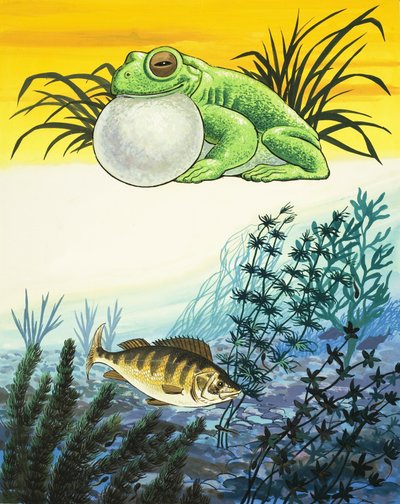 Grenouille et poisson - English School