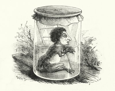 Grenouille dans un bocal - English School