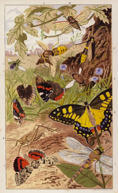 Frontispice pour Insects at Home de J G Wood - English School