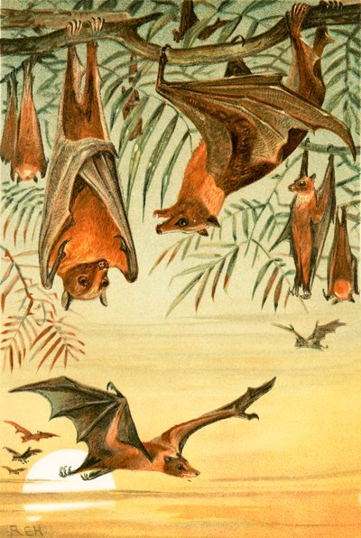 Chauves-souris frugivores - English School