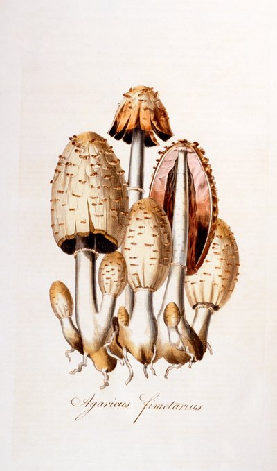 Champignons : Agaricus fimelarius [coprin noir d