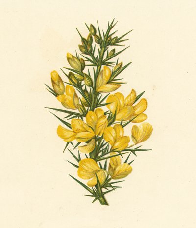 Ajonc, Ulex Europaeus - English School